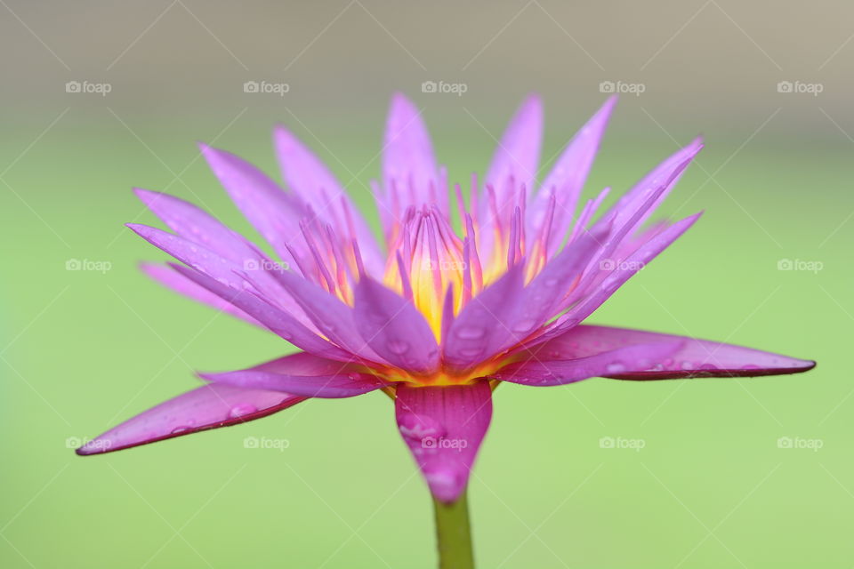 Purple lotus flower plant at a park 