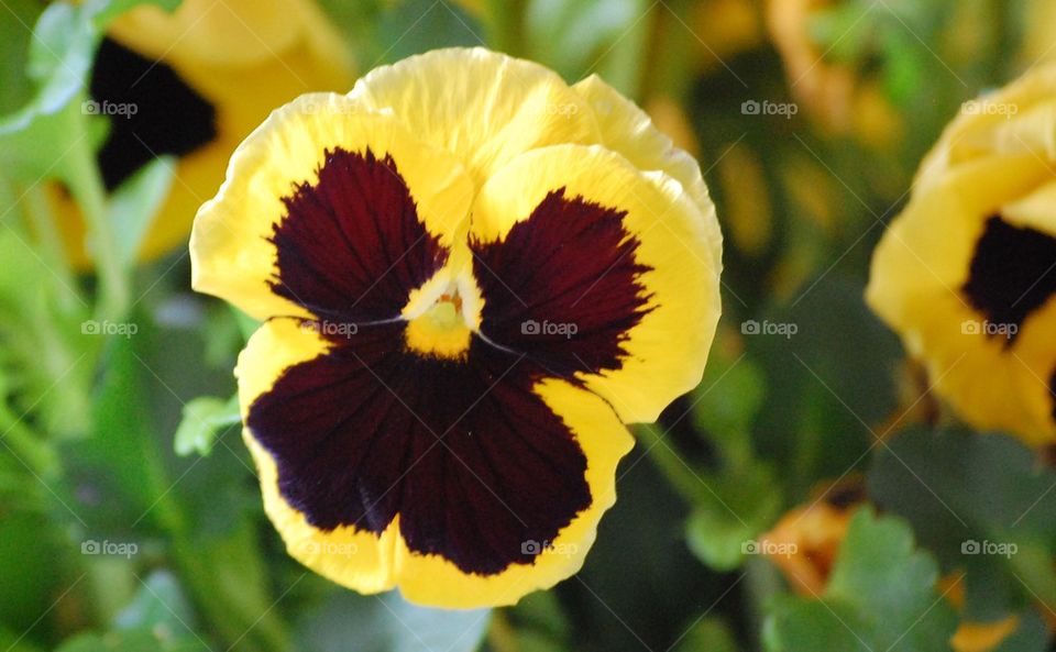 Pansy