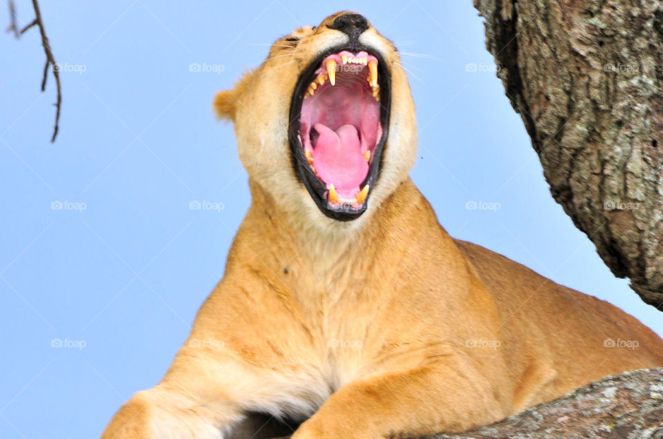 teeth lion africa scary by sgkraus
