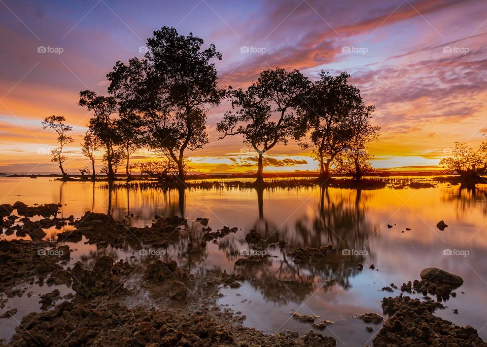 Beautiful Sunset And Reflection Tree