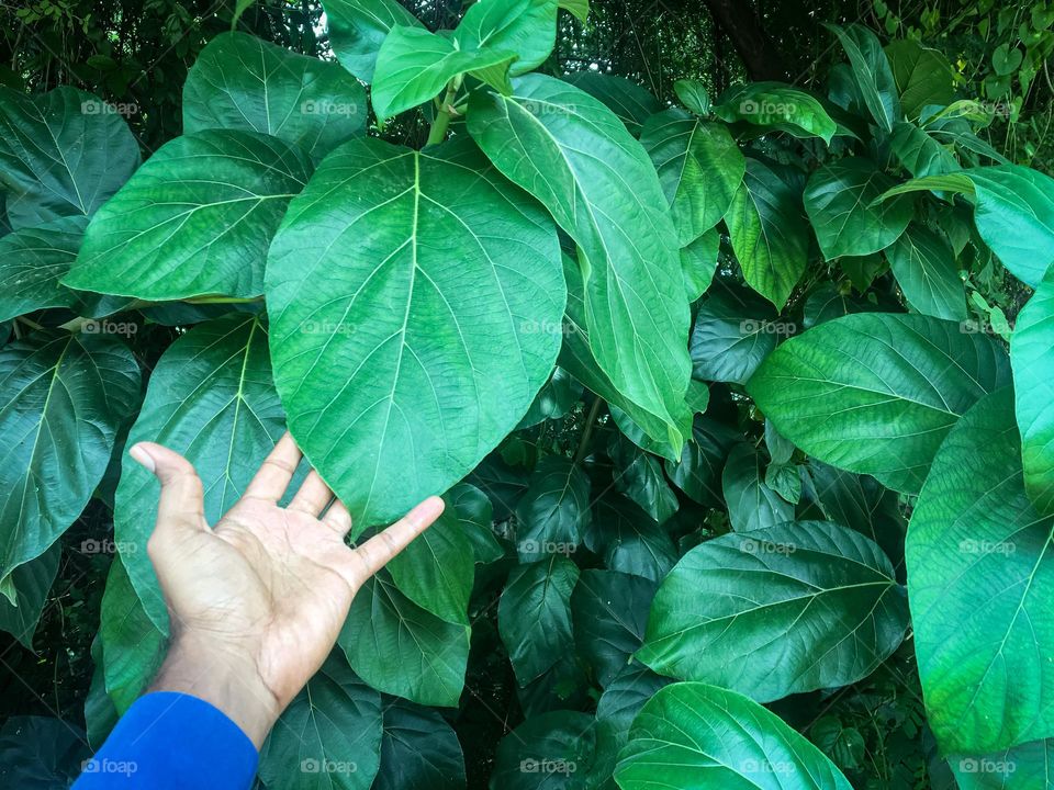 Big leafy plant