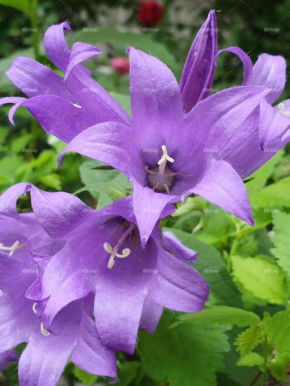 violet harebell flower closeup