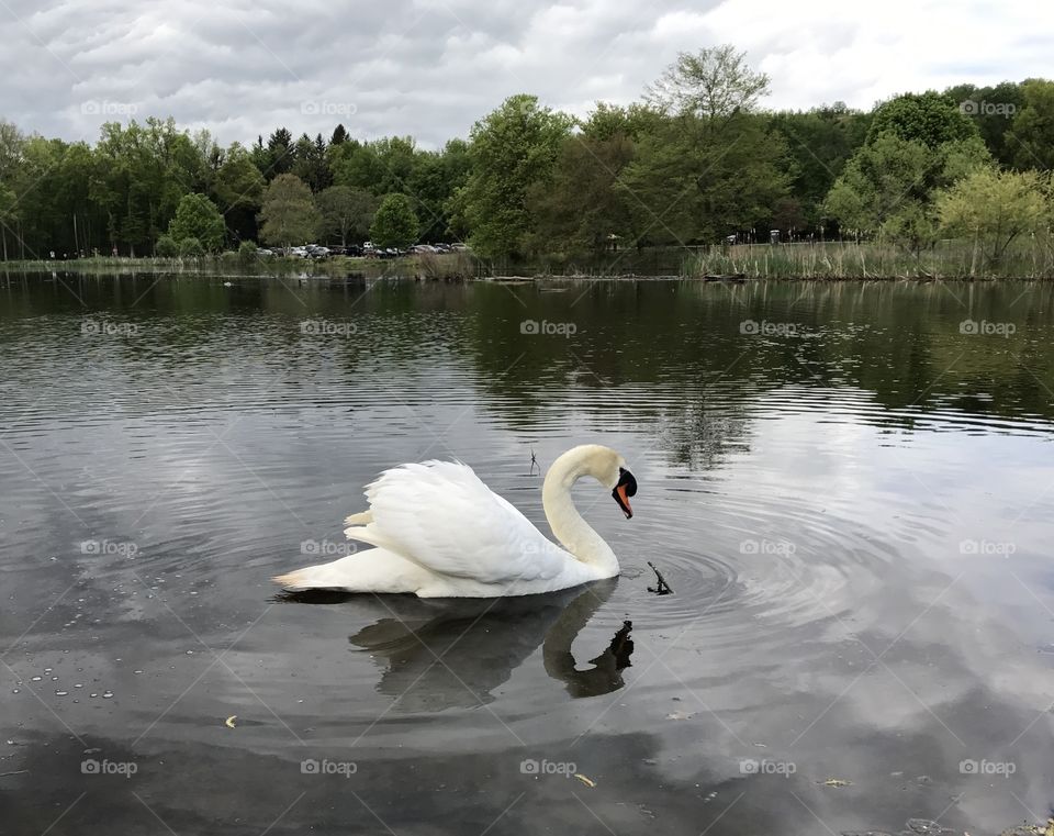 Swan swimming in lake