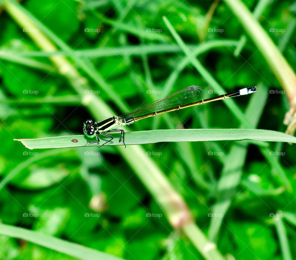 Damsel fly