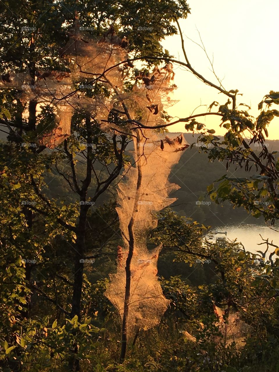 Dense and huge spiderweb wrapped all around the tree. The surrounding trees are all green and living but the density of the spider web on this particular tree deprives it of nutrition, thereby killing it 
