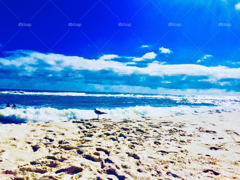 Seagull waiting for fish