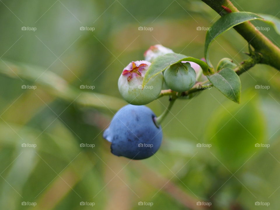 Blueberry