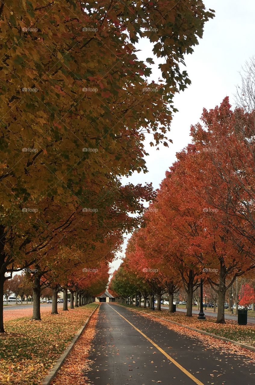 Beautiful fall color at Keeneland 