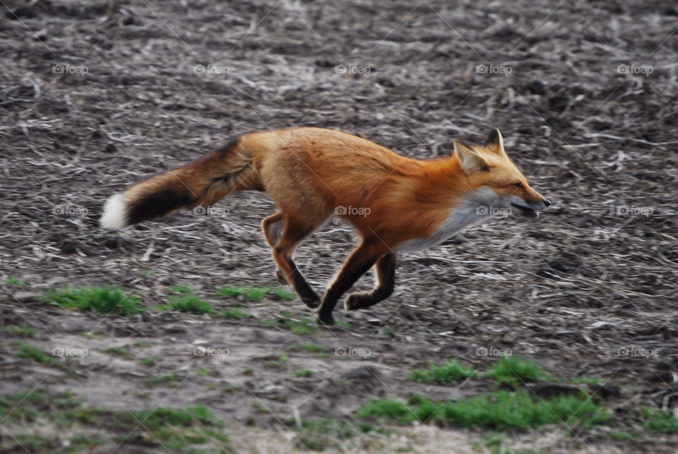 nature fox wildlife inthewild by wyntersolstice