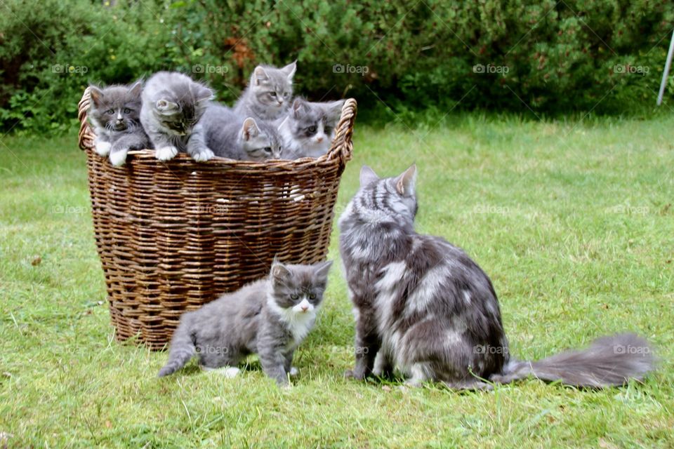 Could you believe that it is possible to fill a basket with love?