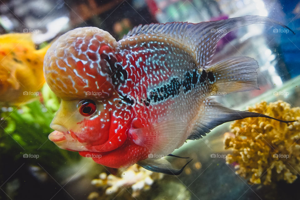 Awesome flowerhorn fish pet found at a restaurant in Vietnam. They’re thought to be lucky, according to Feng Shui, and can be a very expensive fish to own with price tags above $1000.