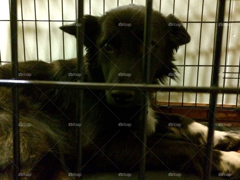 Crates. Border Collie Mix in crate