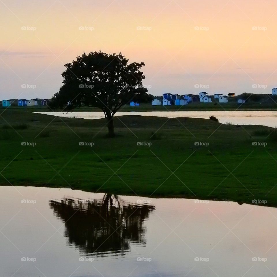 Tree with reflection 