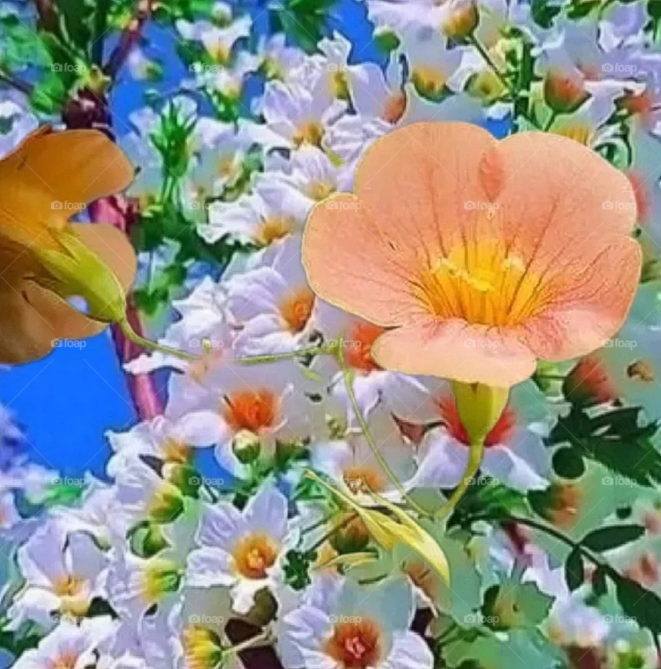 most beautiful and attractive flowers in the garden.