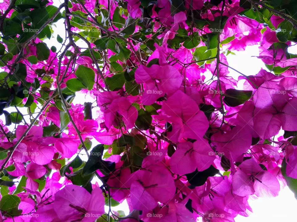 Flowers