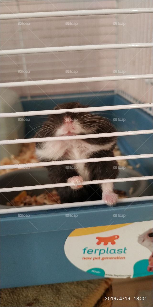 hanster