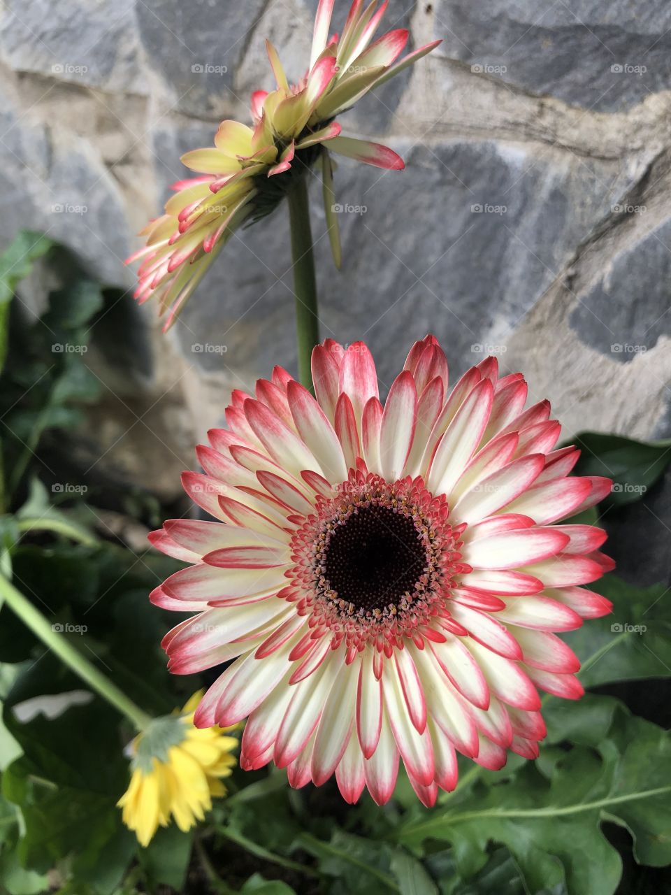 Gerbera