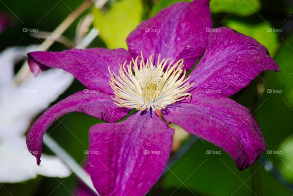 Magenta Spread of a Clematis Blossom
