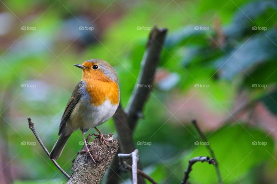 Robin in the forest