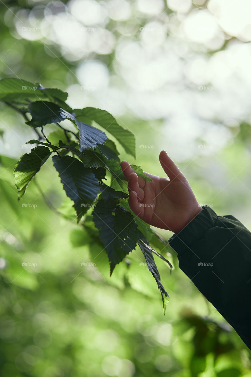 Child's hand touching leaves during walk in forest