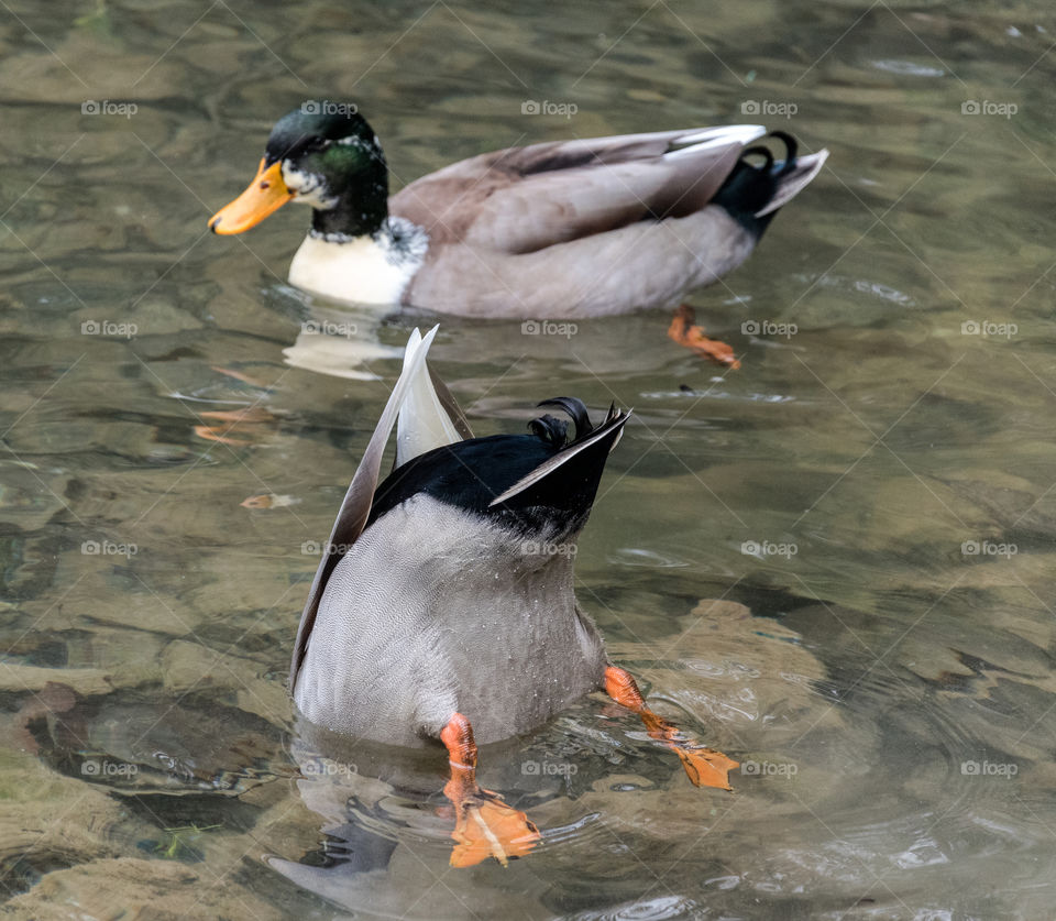 Duck in the water