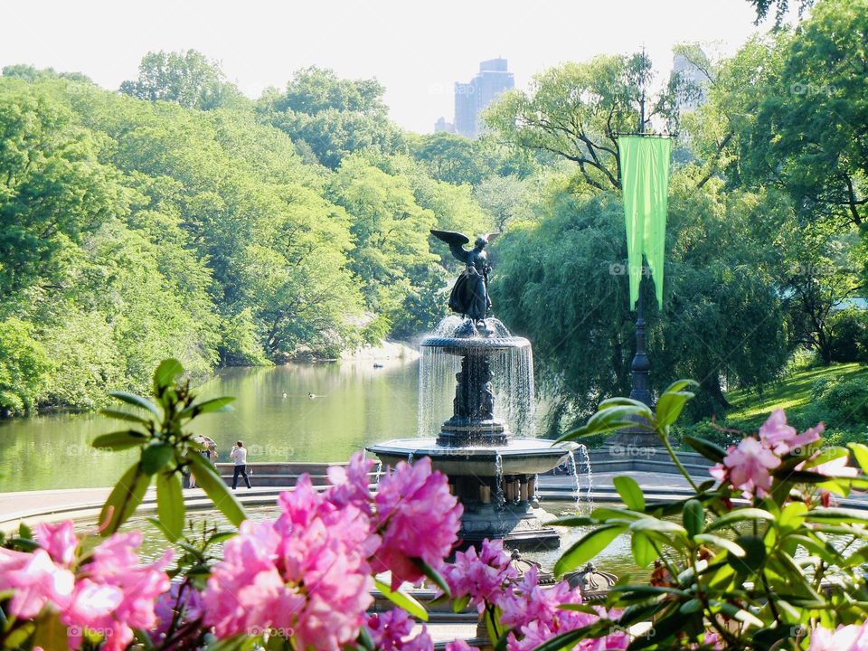 Beautiful Bethesda fountain surrounded by lush greenery and vibrant rhododendrons. 