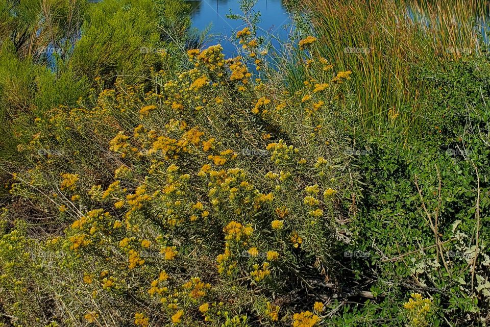 Yellow Flowers in the Desert