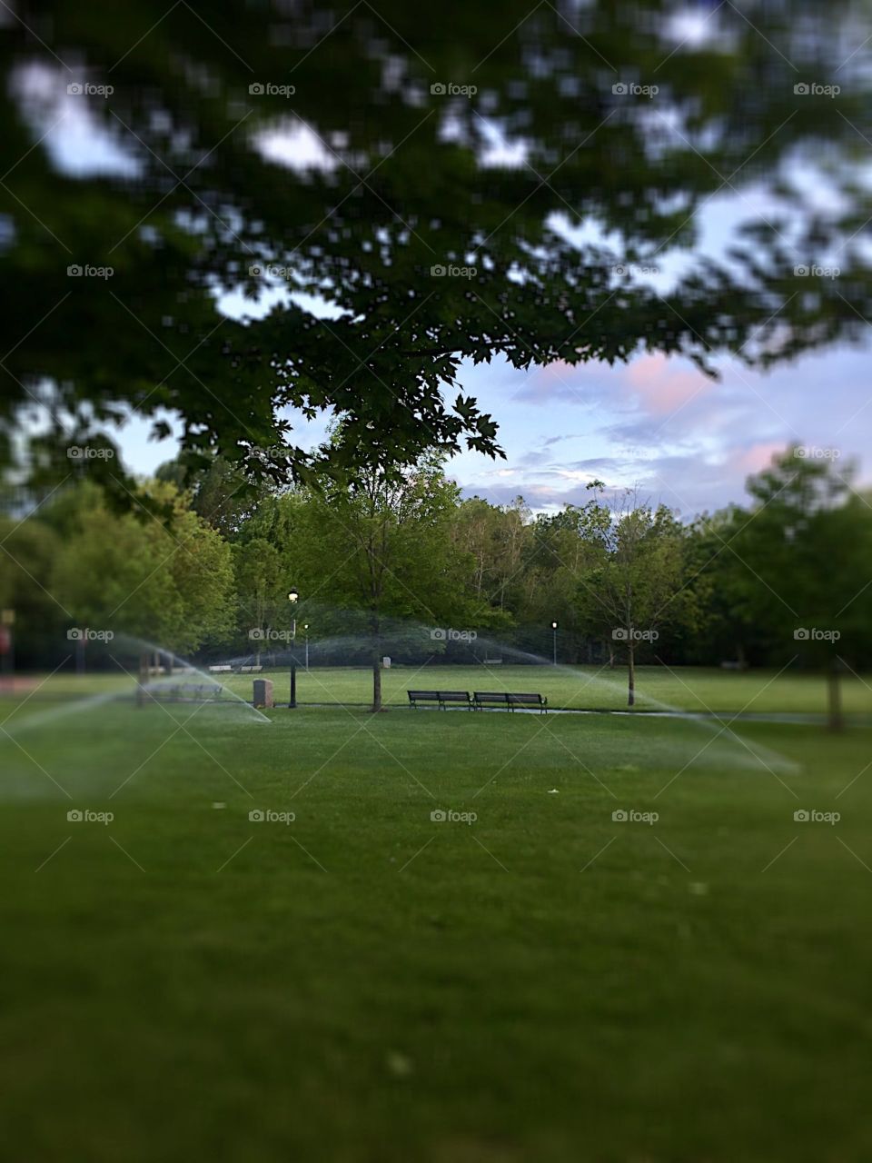 "Watering the Grass" at Bellingham Town Common, with the summer sun setting in the background