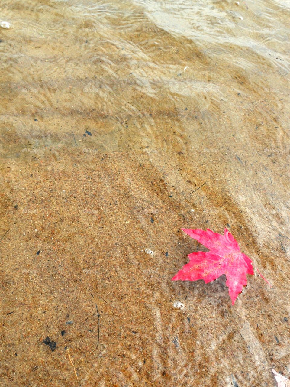 maple leaf floating peacefully.