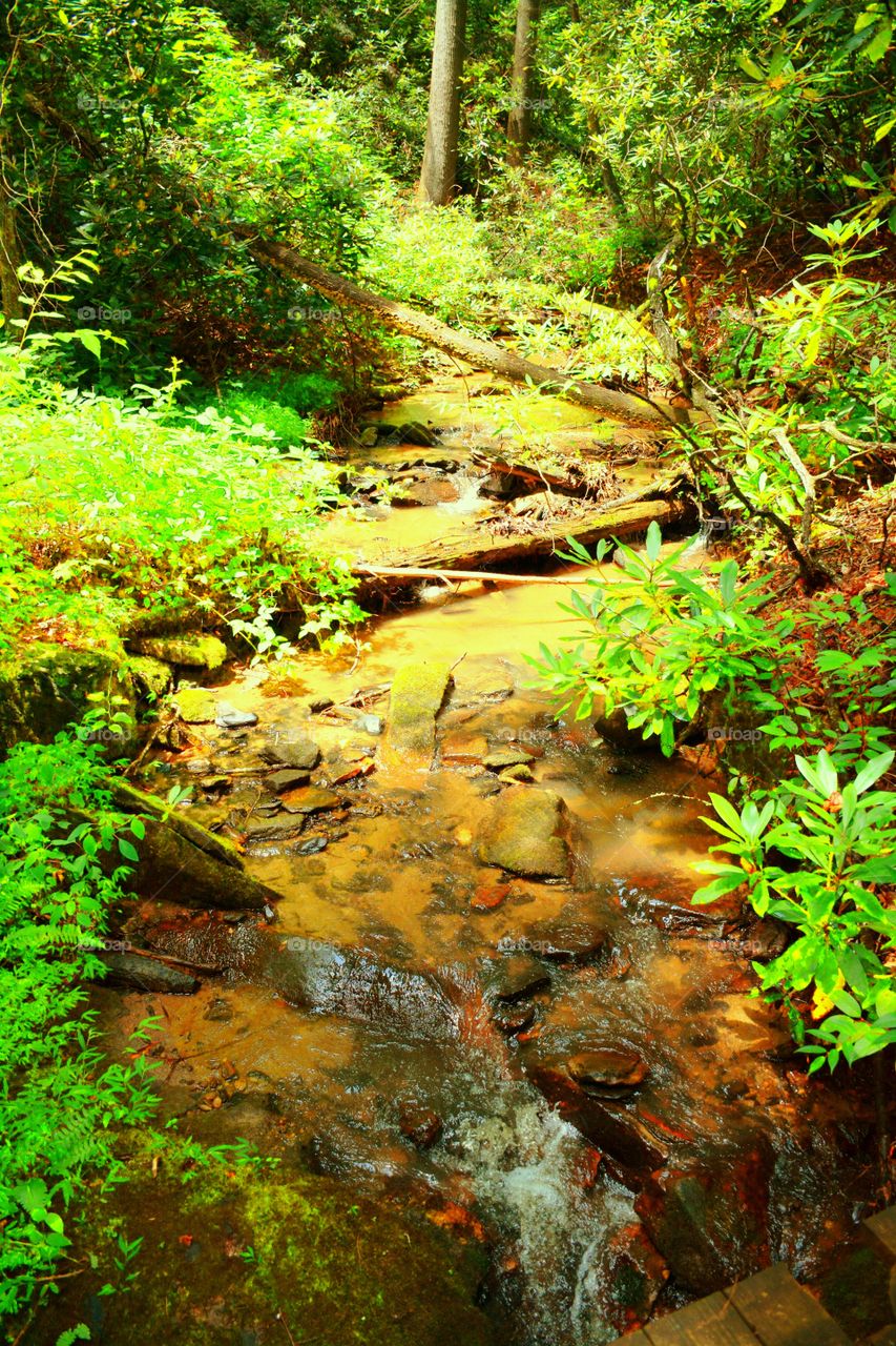 Small stream flowing in lush forest