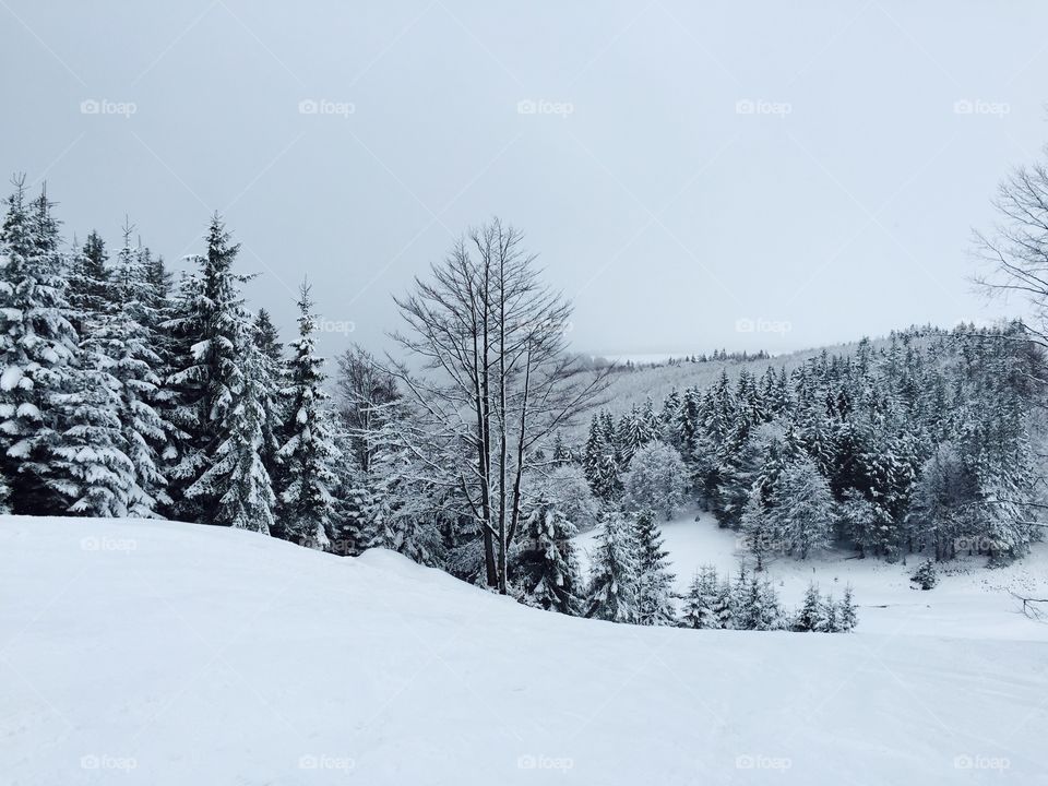 Snow, Winter, Cold, Wood, Frost