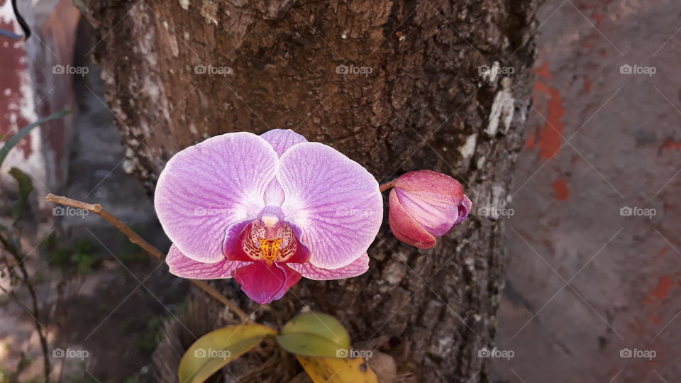 Mais uma vez, nossa Quidinha floresceu.
Quidinha é o nome da nossa orquídea.
Sempre floresce em "casal".
🤭🤭🤭🤭