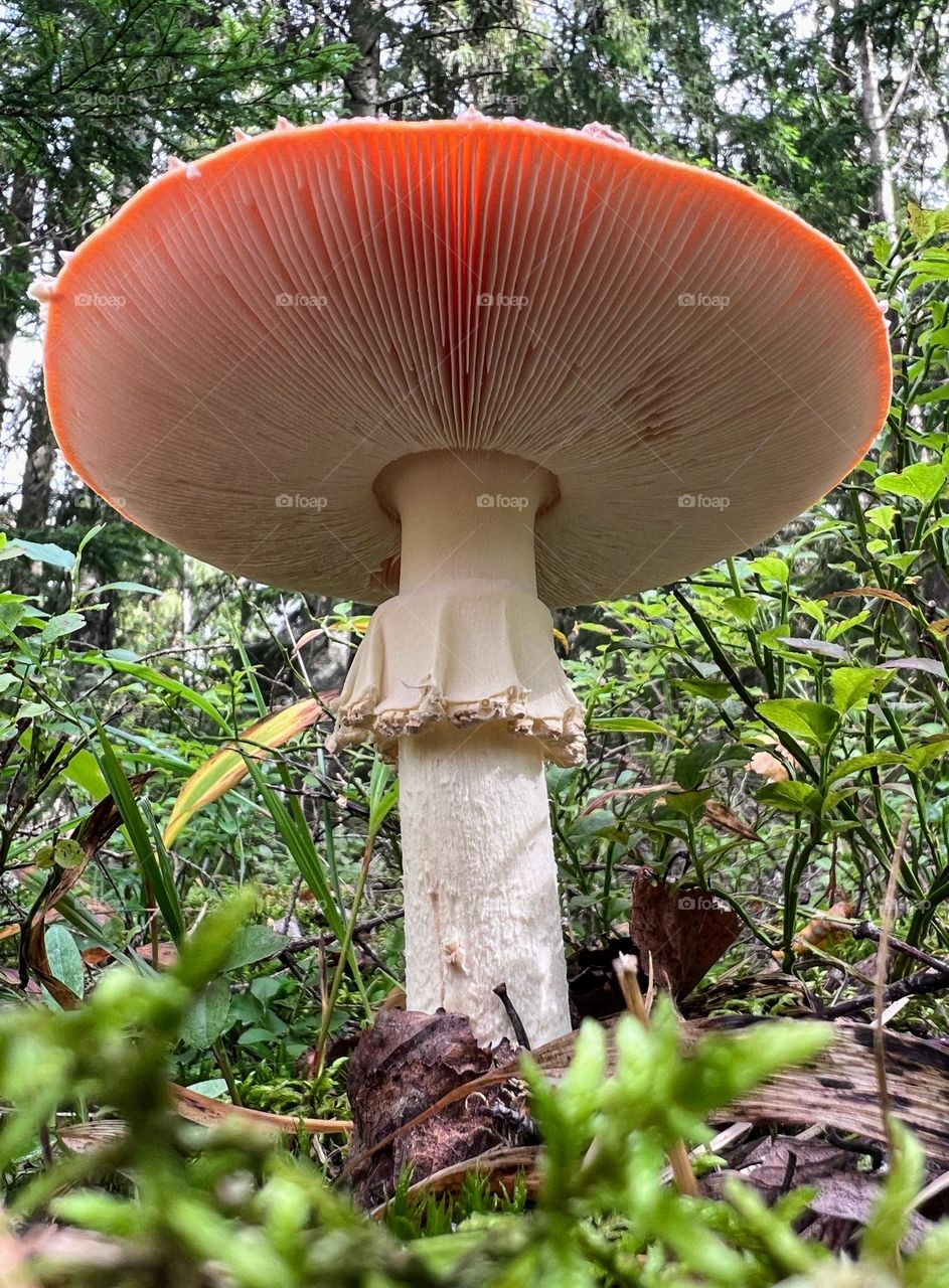 Magic forest amanita fly-agaric mushroom 