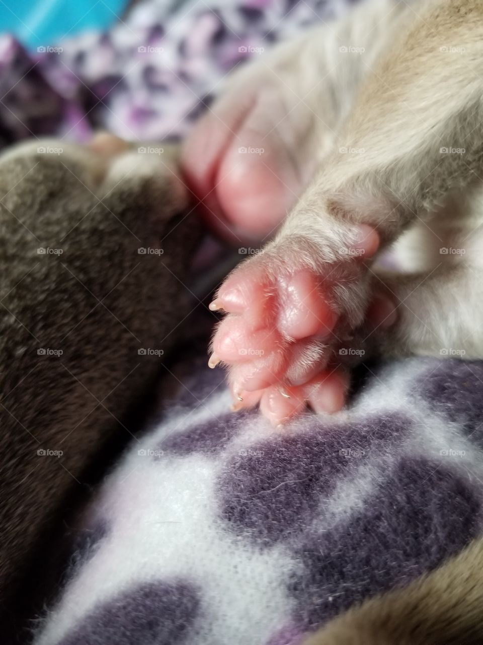 day old puppy toes