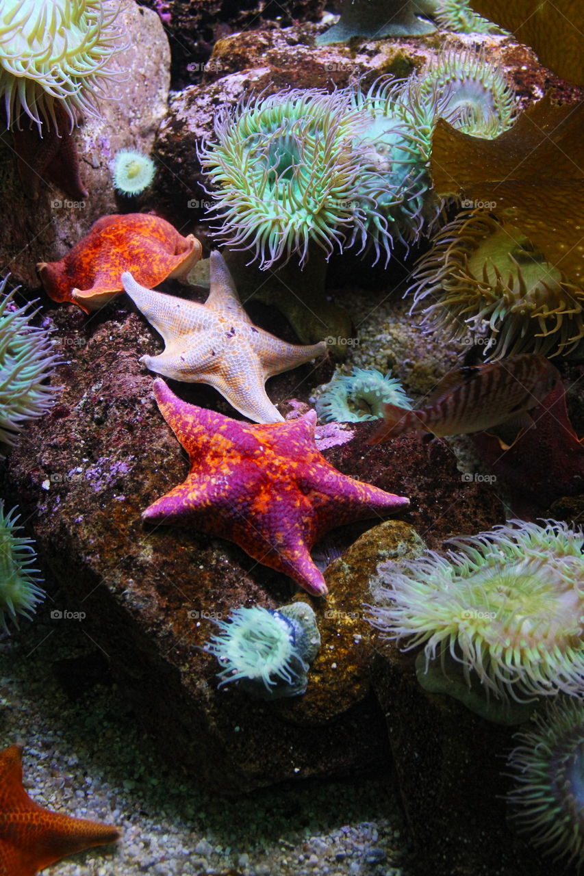 Colorful starfish on rock