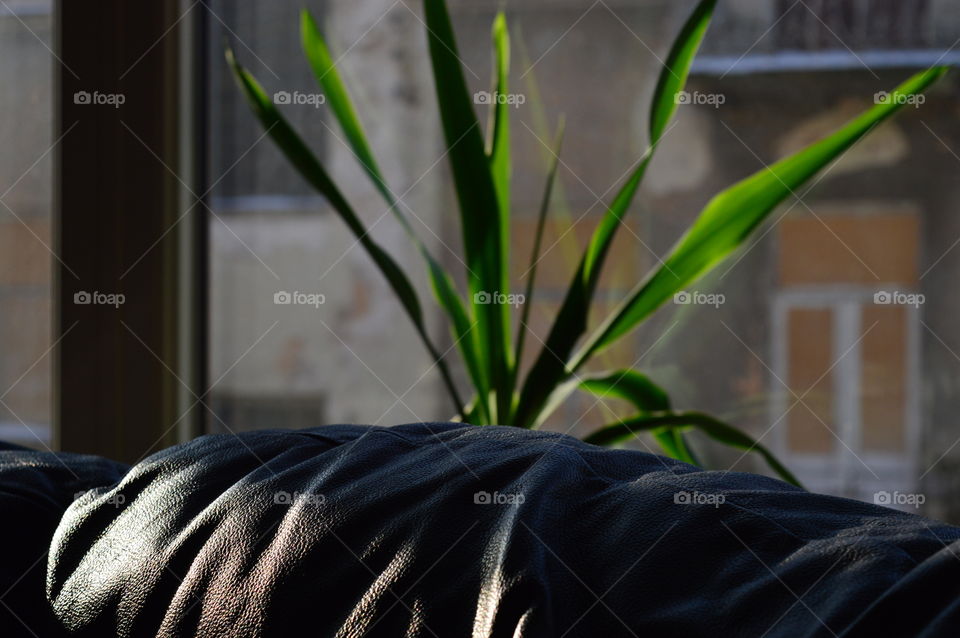 House plants in pots