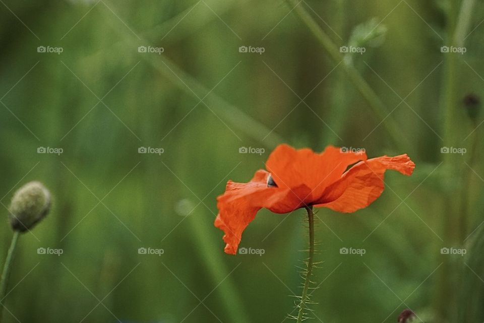 Mohn 
