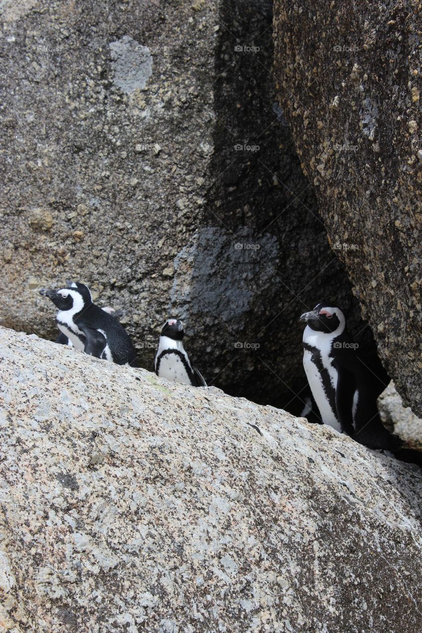 Curious Penguins
