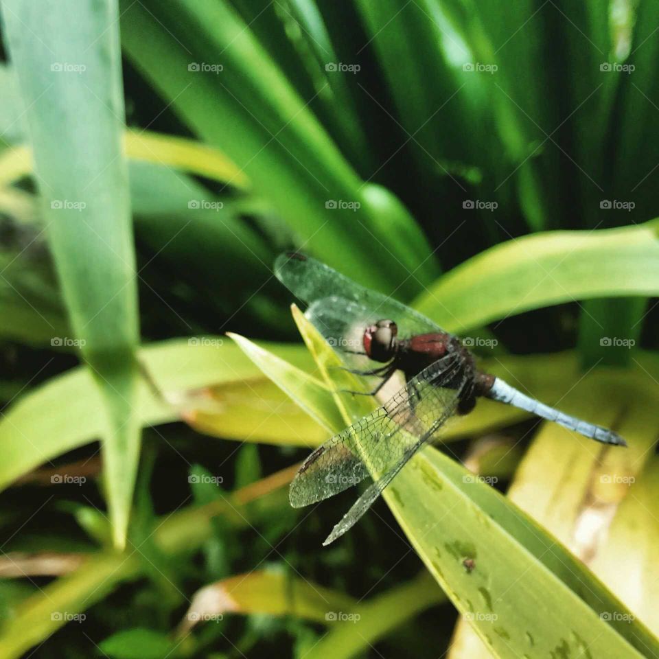 Close to dragonfly.