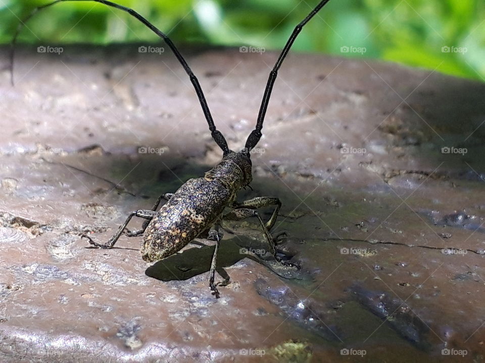 long horn beetle