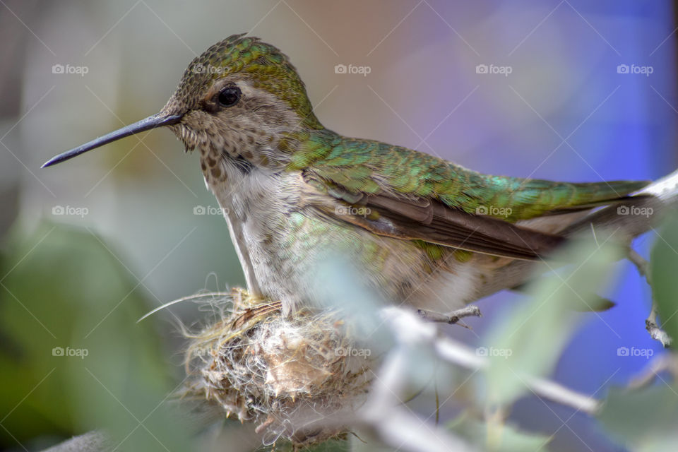 Bird, Wildlife, Nature, Hummingbird, Animal