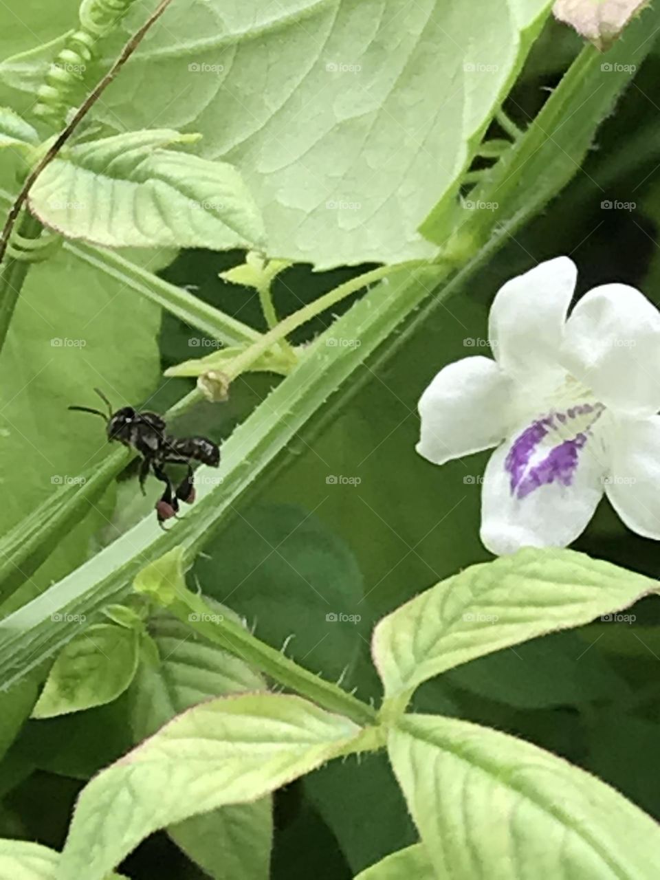 bugs & flower