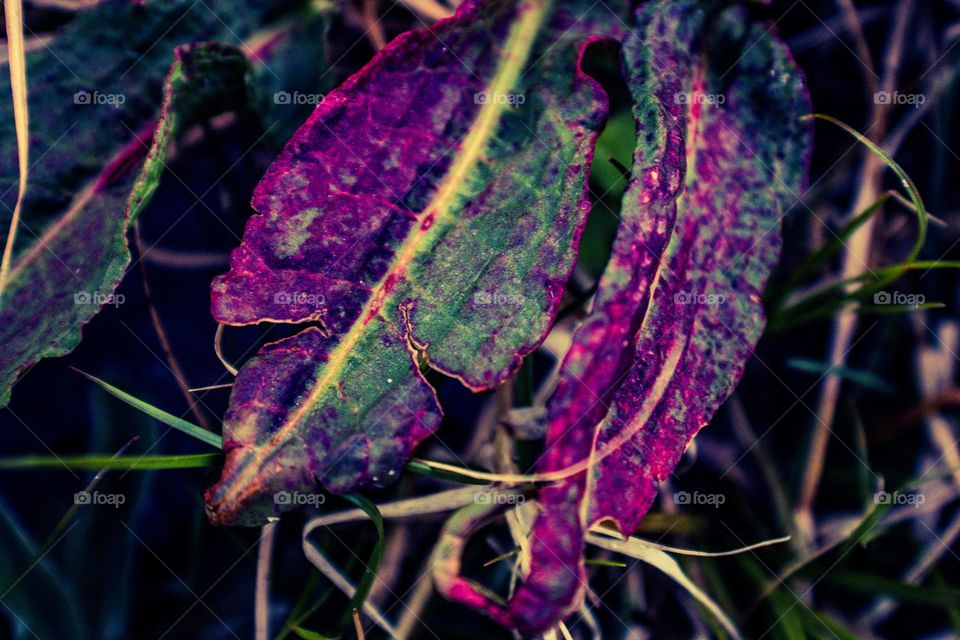 dying leafs turning purplr