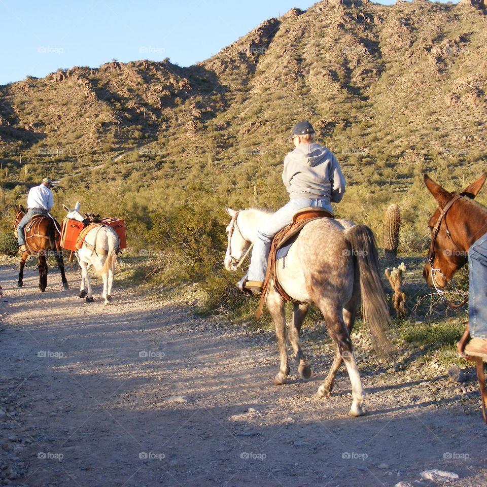 These horses and riders were following s trail in the mountains of Arizona.
