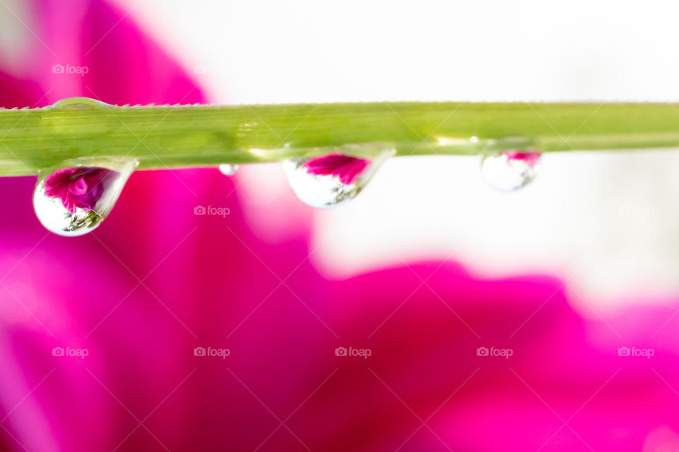 Reflections of flowers in dews