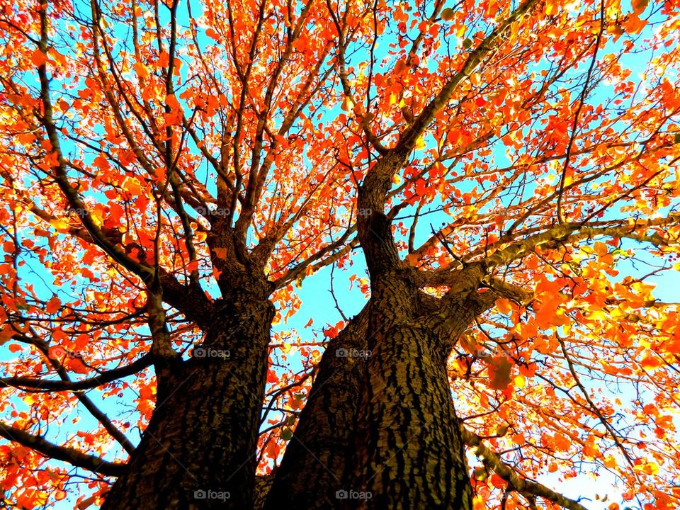Low angle view of autumn tree