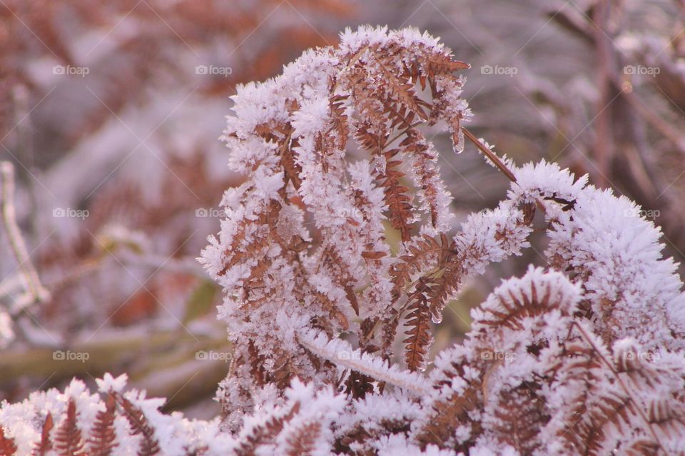 A dead rust-brown fern is alit by the morning sun shining on the frost crystals on the fern’s delicate fronds. 