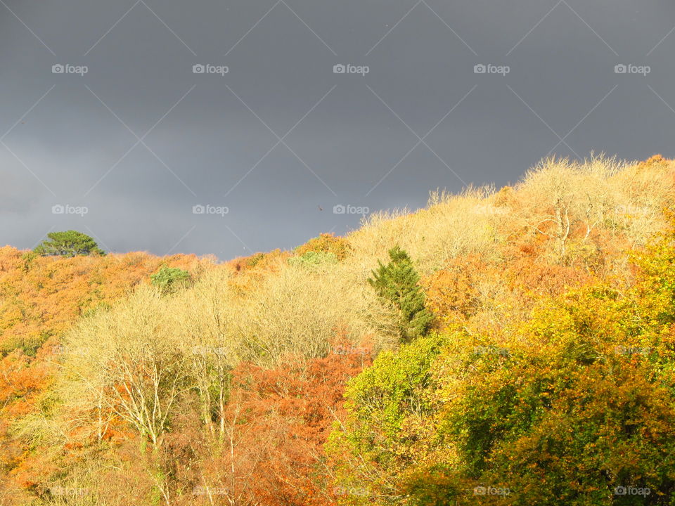 different shades of sunlit yellow leaves contrasting with the dark clouds make for a spectacular scene