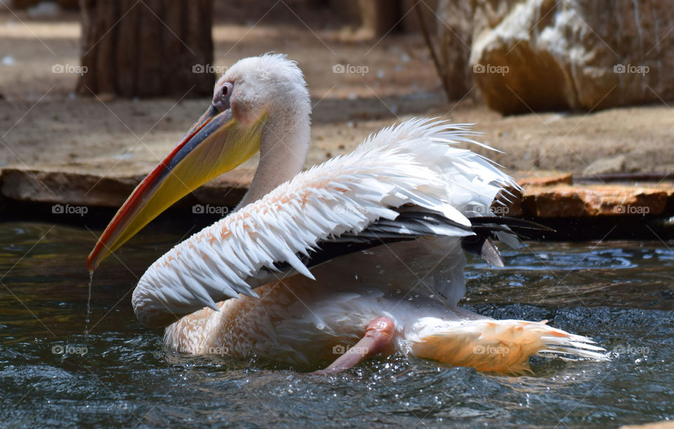 bird wings water