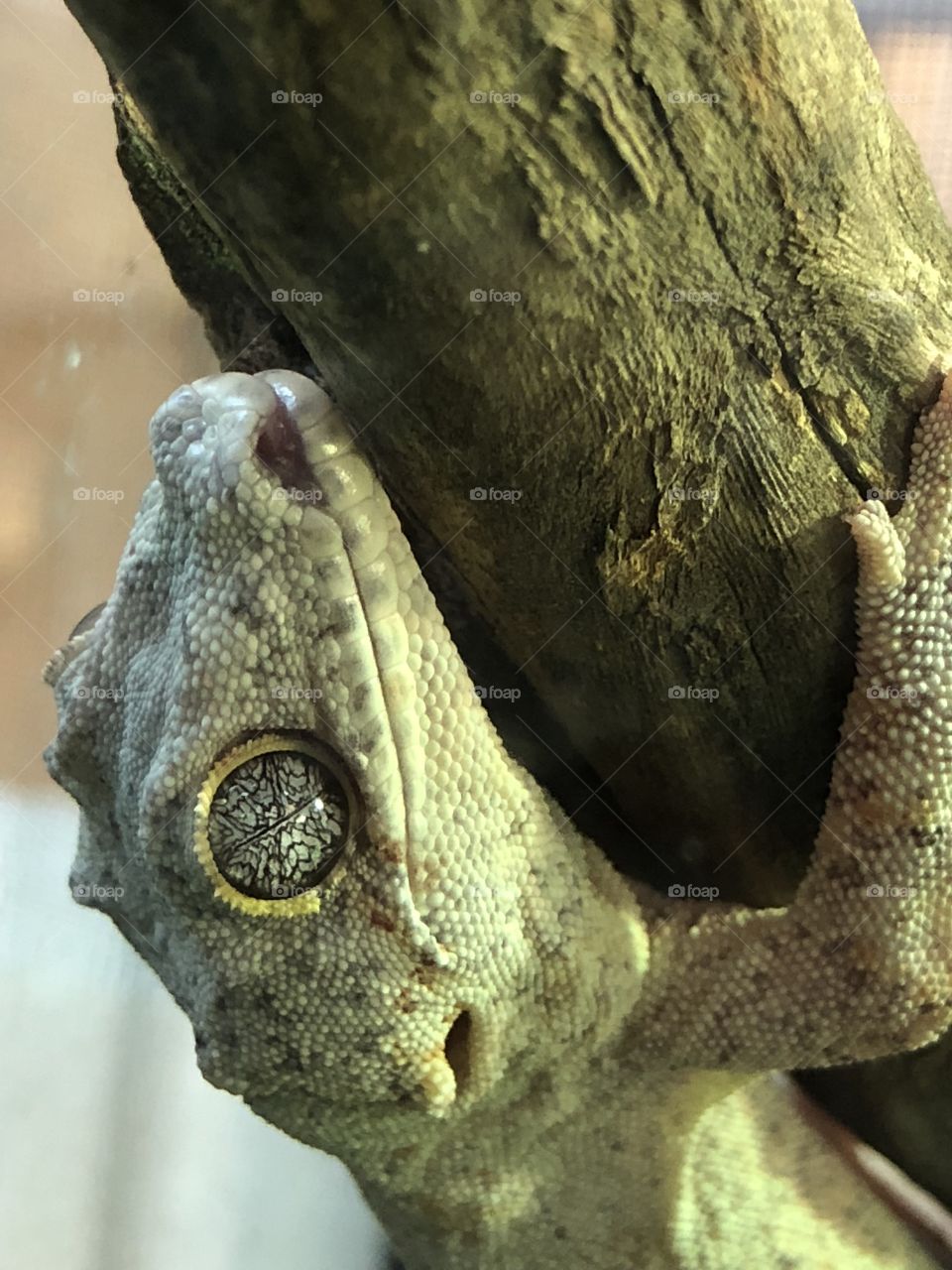 Lizard eye from the Denver Zoo